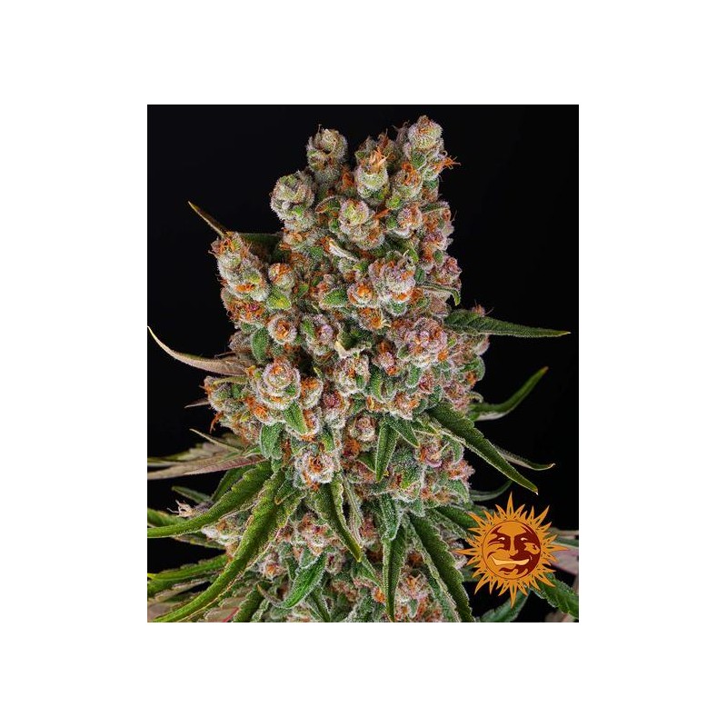 GMO AUTO · Barneys Farm · cannabis seeds · AutoFem