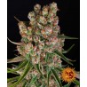 GMO AUTO · Barneys Farm · cannabis seeds · AutoFem