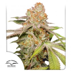 AUTO MAC 1 · Dutch Passion · kenevir tohum · Disi · Auto Fem