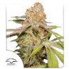 AUTO MAC #1