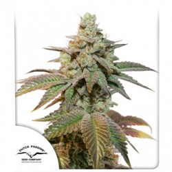 AUTO KEROSENE KRASH · Dutch Passion · cannabis seeds · Auto Fem