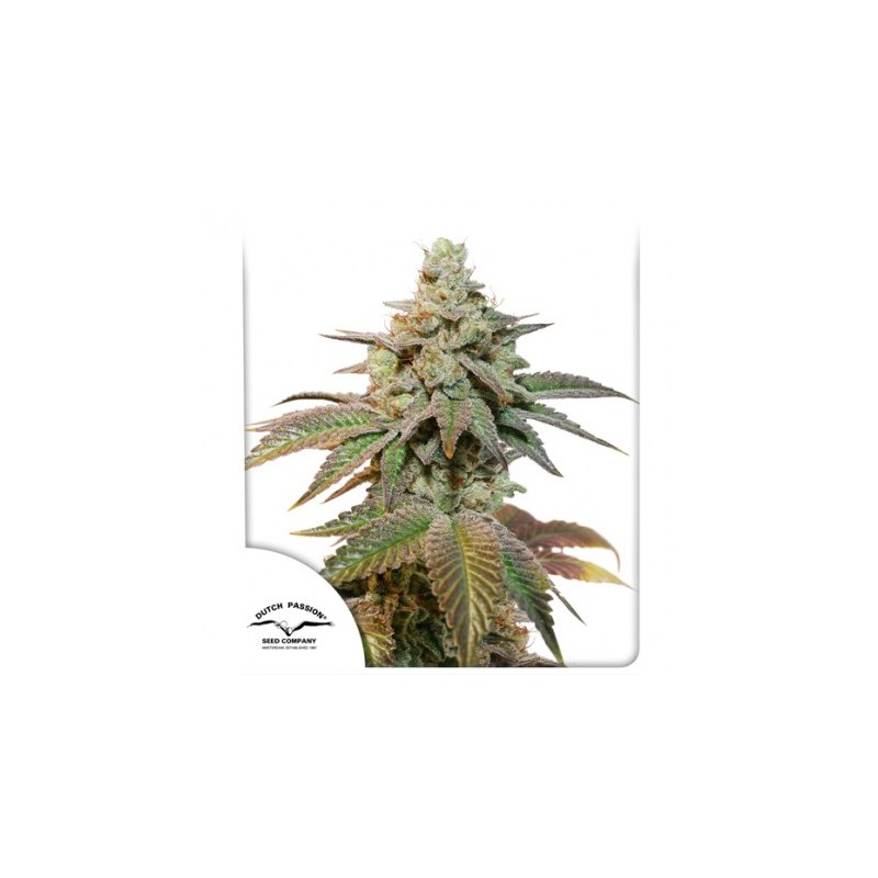 AUTO KEROSENE KRASH · Dutch Passion · kenevir tohum · Disi · Auto Fem