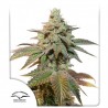 AUTO KEROSENE KRASH · Dutch Passion · kenevir tohum · Disi · Auto Fem