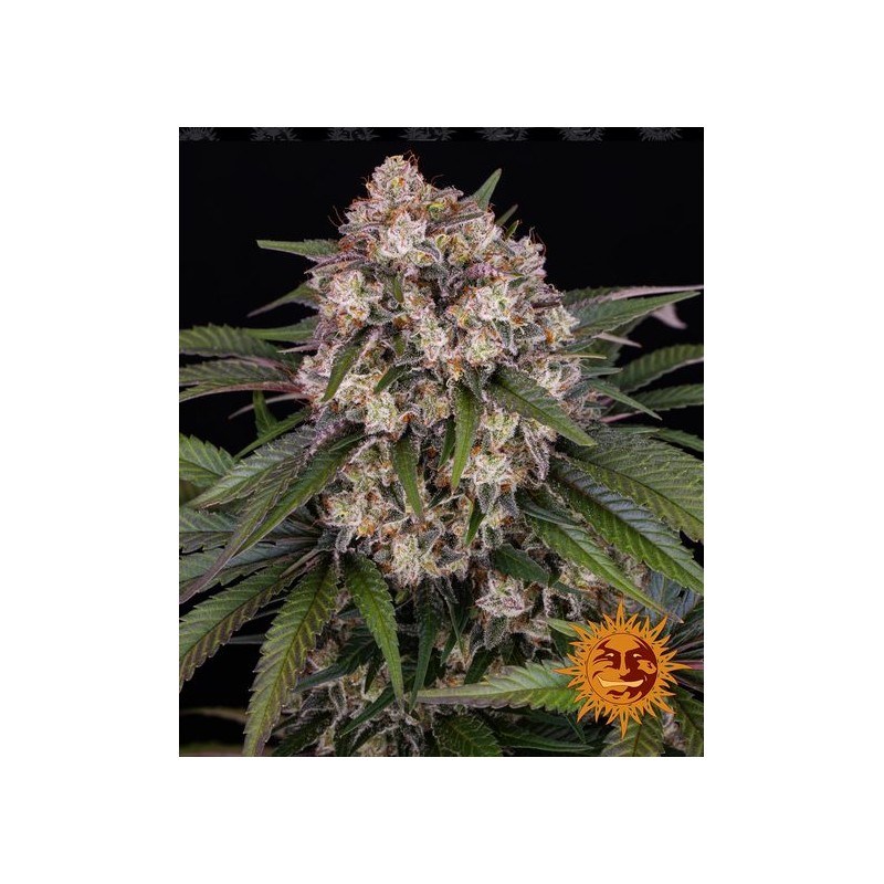 OG KUSH AUTO · Barneys Farm · cannabis seeds · AutoFem