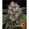 OG KUSH AUTO · Barneys Farm · kenevir tohum · Disi · AutoFem