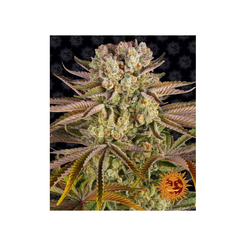 PINEAPPLE EXPRESS · Barneys Farm · cannabis seeds · AutoFem