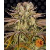 PINEAPPLE EXPRESS · Barneys Farm · kenevir tohum · Disi · AutoFem