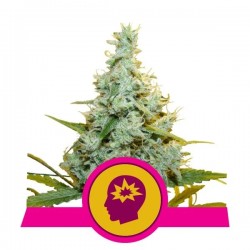 AMG · Royal Queen Seeds · kenevir tohum · Disi · Fem