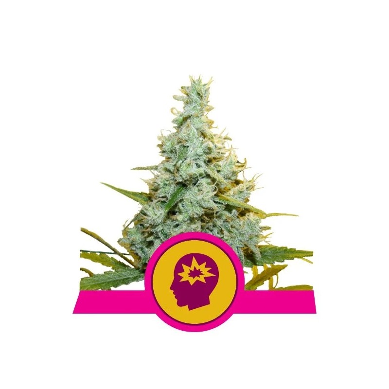 AMG · Royal Queen Seeds · kenevir tohum · Disi · Fem