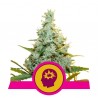 AMG · Royal Queen Seeds · cannabis seeds · Fem