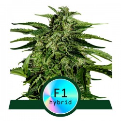 APOLLO F1 ·  Royal Queen Seeds · kenevir tohum · Disi · AutoFem