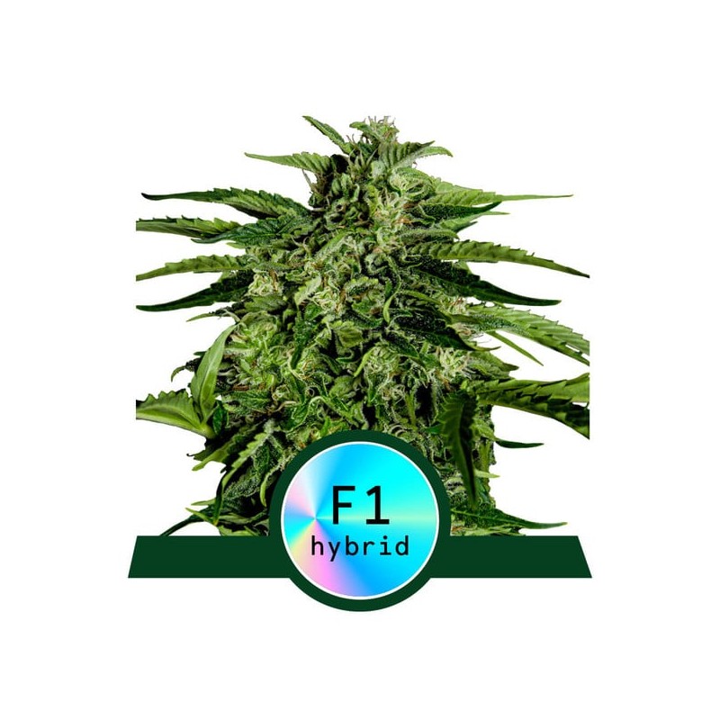EPSILON F1 · Royal Queen Seeds · cannabis seeds · AutoFem
