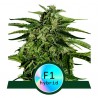 EPSILON F1 · Royal Queen Seeds · cannabis seeds · AutoFem