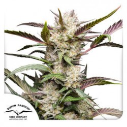 AUTO MIMOSA PUNCH · Dutch Passion · cannabis seeds · Auto Fem