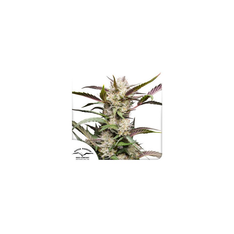 AUTO MIMOSA PUNCH · Dutch Passion · cannabis seeds · Auto Fem