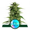 HYPERION F1 · Royal Queen Seeds · cannabis seeds · AutoFem