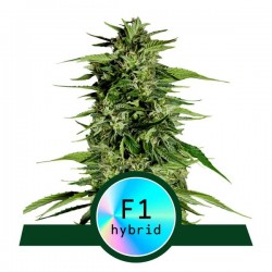 MEDUSA F1 · Royal Queen Seeds · cannabis seeds · AutoFem