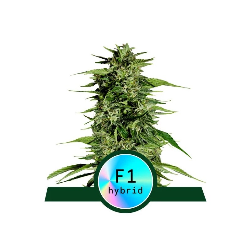 MEDUSA F1 ·  Royal Queen Seeds · kenevir tohum · Disi · AutoFem