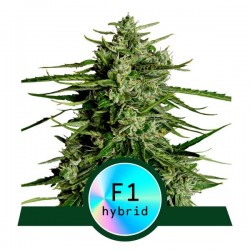 TITAN F1 · Royal Queen Seeds · cannabis seeds · AutoFem