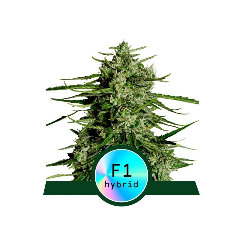 TITAN F1 ·  Royal Queen Seeds · kenevir tohum · Disi · AutoFem