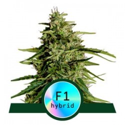 MILKY WAY F1 ·  Royal Queen Seeds · kenevir tohum · Disi · AutoFem