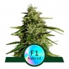 MILKY WAY F1 ·  Royal Queen Seeds · kenevir tohum · Disi · AutoFem