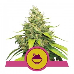 BLUE GELATO · Royal Queen Seeds · kenevir tohum · Disi · Fem