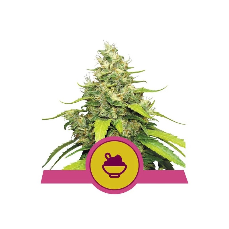 BLUE GELATO · Royal Queen Seeds · kenevir tohum · Disi · Fem