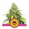 BLUE GELATO · Royal Queen Seeds · kenevir tohum · Disi · Fem