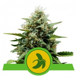 FAT BANANA AUTO· Royal Queen Seeds · kenevir tohum · Disi · AutoFem