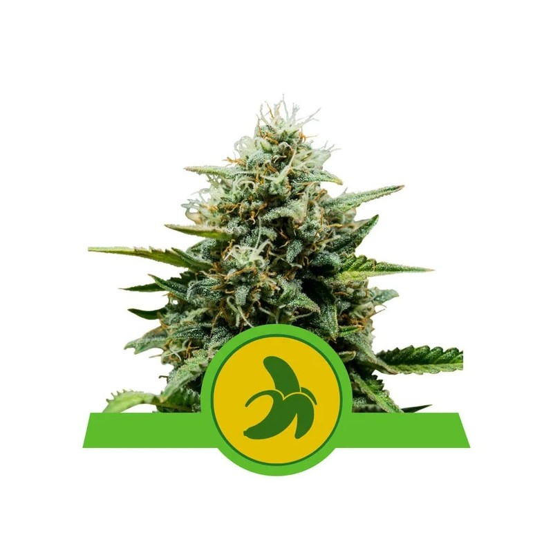 FAT BANANA AUTO· Royal Queen Seeds · kenevir tohum · Disi · AutoFem