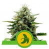 FAT BANANA AUTO· Royal Queen Seeds · kenevir tohum · Disi · AutoFem