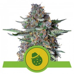 DO-SI-DOS AUTO · Royal Queen Seeds · kenevir tohum · Disi · AutoFem