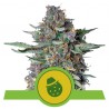 DO-SI-DOS AUTO · Royal Queen Seeds · cannabis seeds · AutoFem