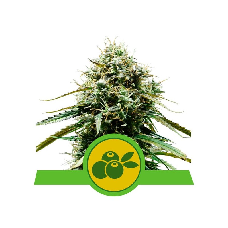 HAZE BERRY AUTOMATIC · Royal Queen Seeds · cannabis seeds · AutoFem