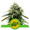 HAZE BERRY AUTOMATIC · Royal Queen Seeds · cannabis seeds · AutoFem