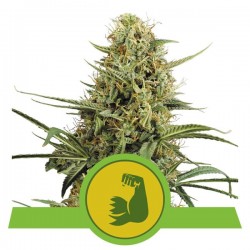 HULKBERRY AUTO · Royal Queen Seeds · kenevir tohum · Disi · AutoFem