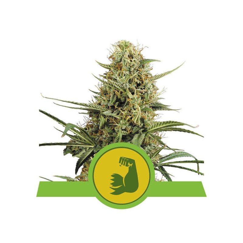 HULKBERRY AUTO · Royal Queen Seeds · kenevir tohum · Disi · AutoFem