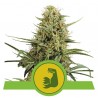 HULKBERRY AUTO · Royal Queen Seeds · kenevir tohum · Disi · AutoFem