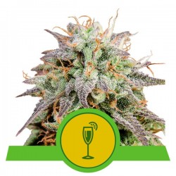 MIMOSA AUTO · Royal Queen Seeds · cannabis seeds · AutoFem