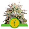 MIMOSA AUTO · Royal Queen Seeds · kenevir tohum · Disi · AutoFem