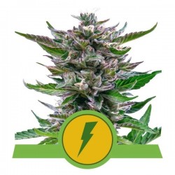NORTH THUNDERFUCK AUTO · Royal Queen Seeds · kenevir tohum · Disi · AutoFem