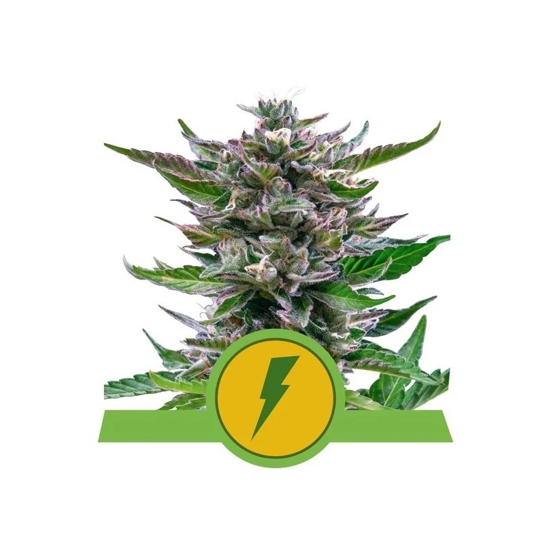 NORTH THUNDERFUCK AUTO · Royal Queen Seeds · kenevir tohum · Disi · AutoFem