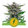 NORTH THUNDERFUCK AUTO · Royal Queen Seeds · cannabis seeds · AutoFem