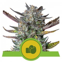 PURPLE PUNCH AUTO · Royal Queen Seeds · cannabis seeds · AutoFem