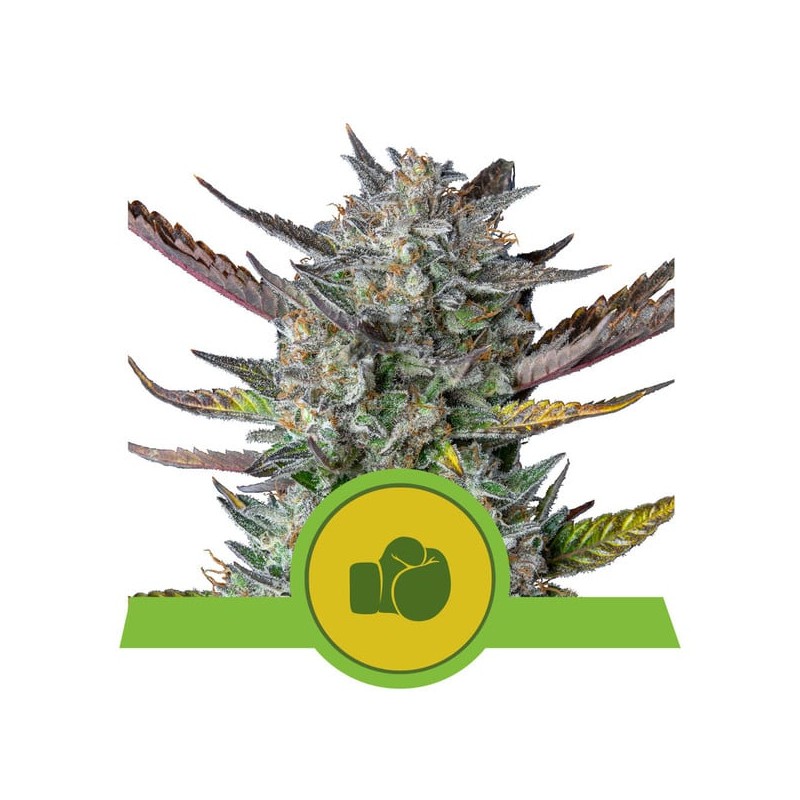 PURPLE PUNCH AUTO · Royal Queen Seeds · kenevir tohum · Disi · AutoFem