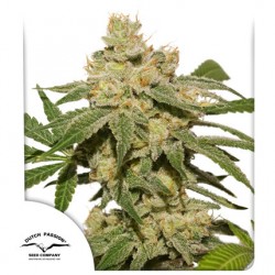 AUTO OH MY GUSHER · Dutch Passion · cannabis seeds · Auto Fem
