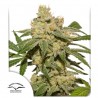 AUTO OH MY GUSHER · Dutch Passion · kenevir tohum · Disi · Auto Fem