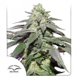 AUTO SKYWALKER HAZE · Dutch Passion · kenevir tohum · Disi · Auto Fem
