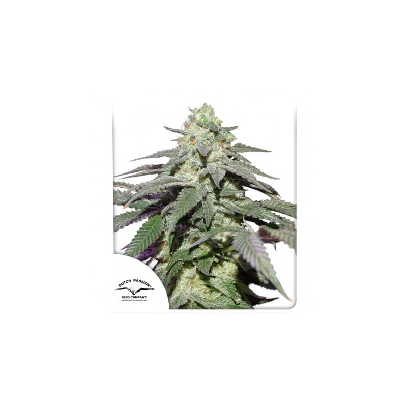 AUTO SKYWALKER HAZE · Dutch Passion · kenevir tohum · Disi · Auto Fem